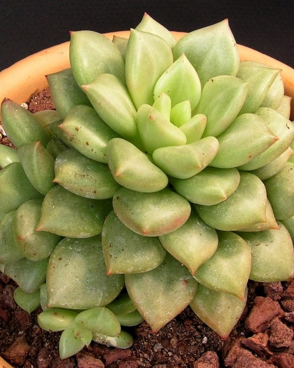 Echeveria 'J.C. Van Keppel'