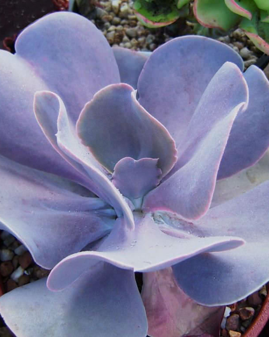 Echeveria 'Joy's Giant'
