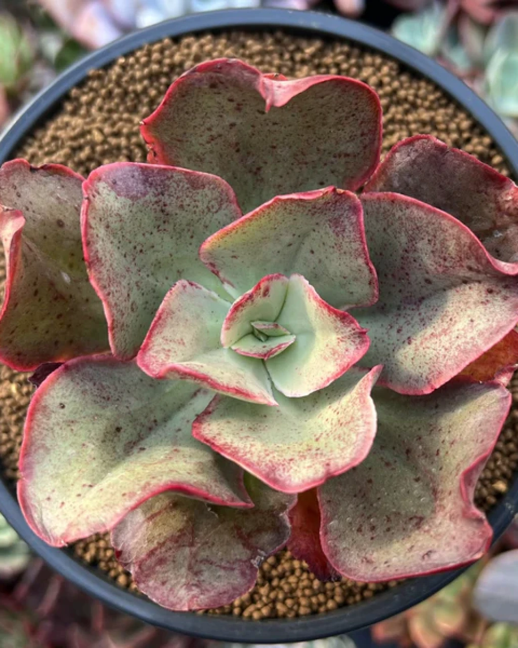 Echeveria 'Kissing'