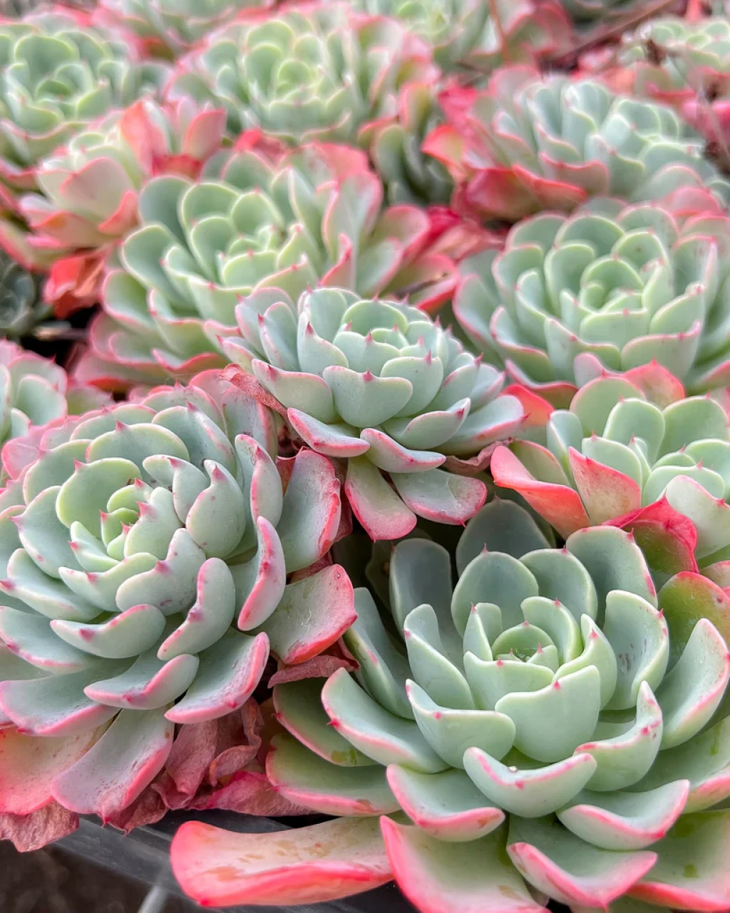 Echeveria 'Lara'