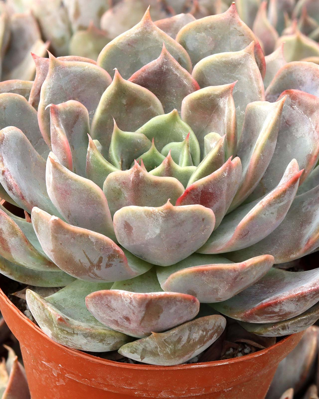 Echeveria 'Latte Rose'