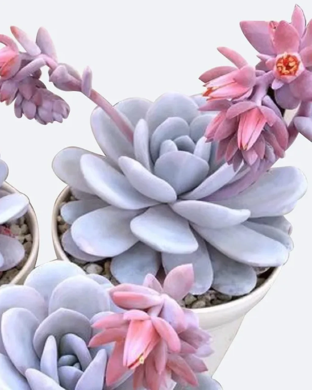 Echeveria laui