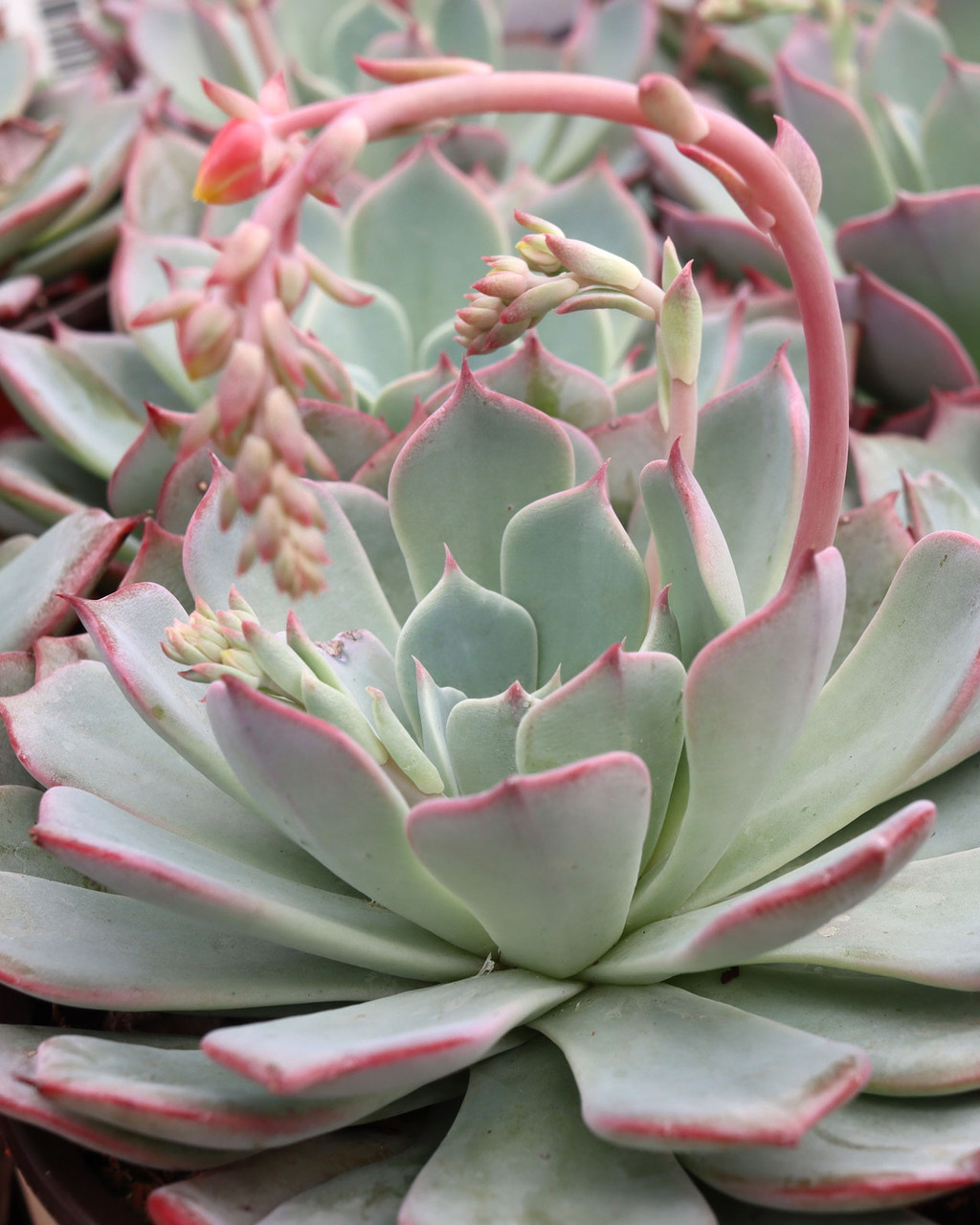 Echeveria 'Laulindsa'