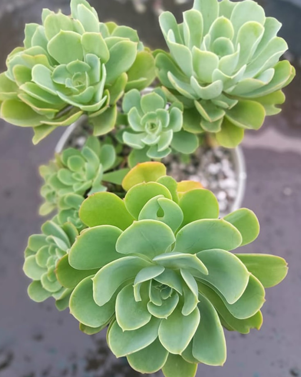 Echeveria 'Lemon Rose'