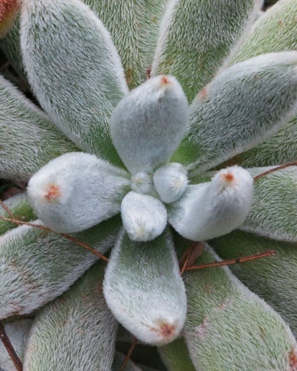 Echeveria leucotricha
