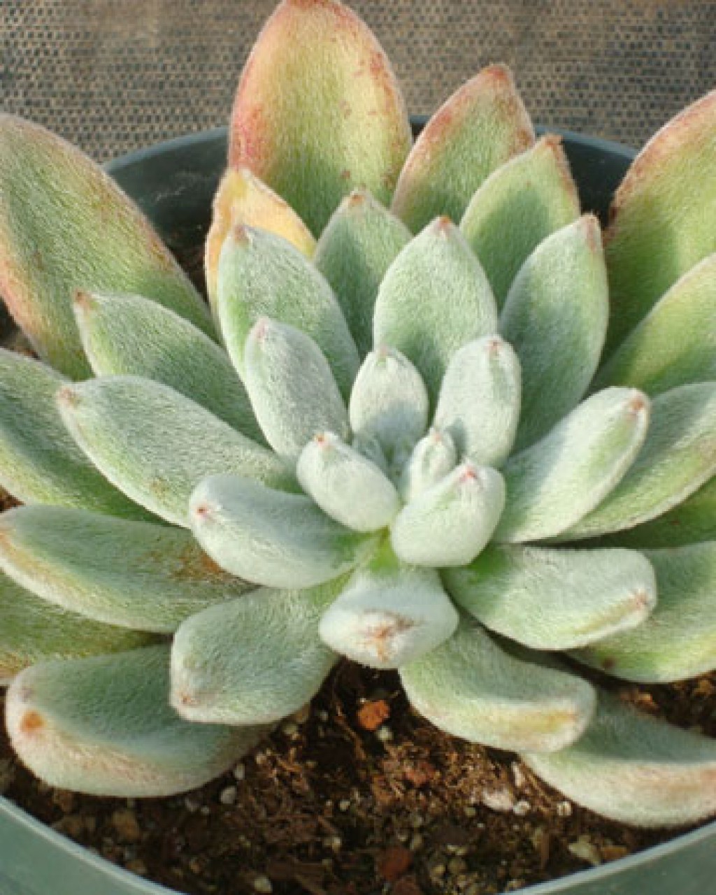 Echeveria Leucotricha