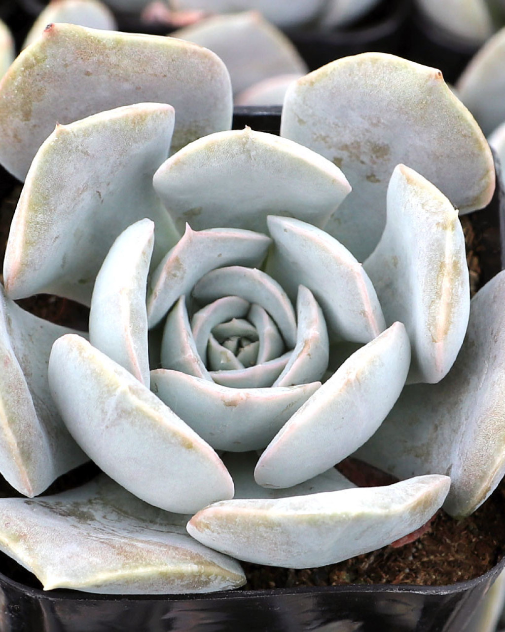 Echeveria 'Lilac Dream'