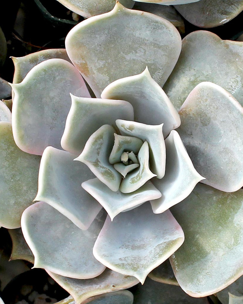 Echeveria lilacina