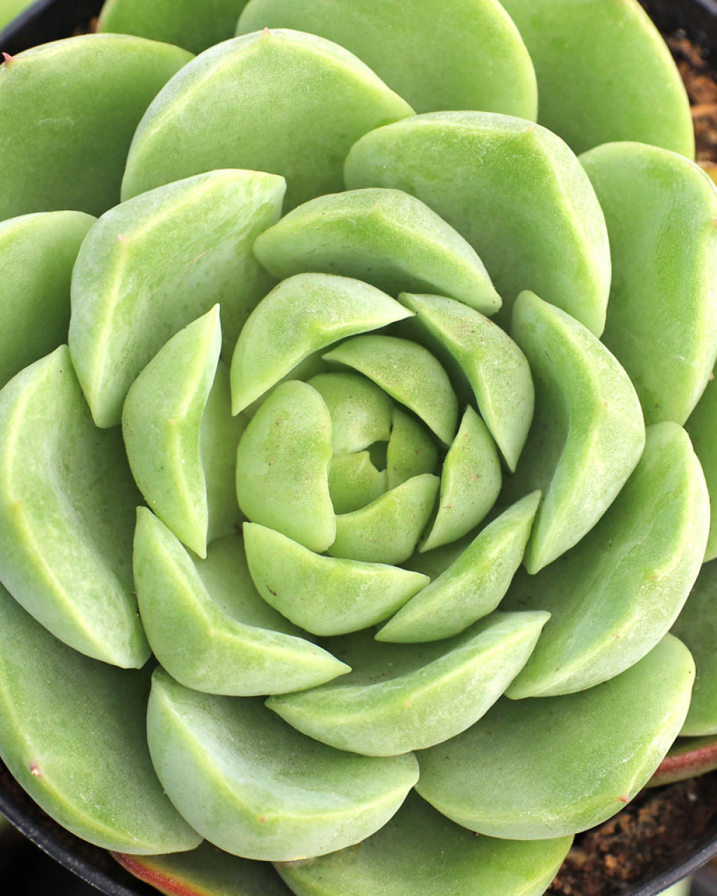 Echeveria 'Lime n' Chile'
