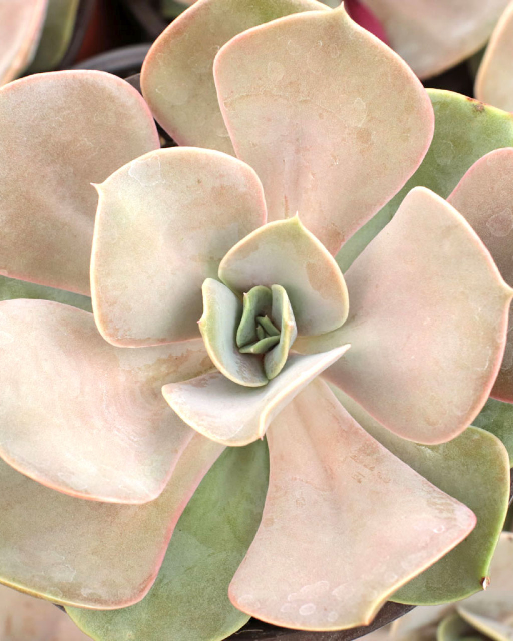 Echeveria 'Lolita'