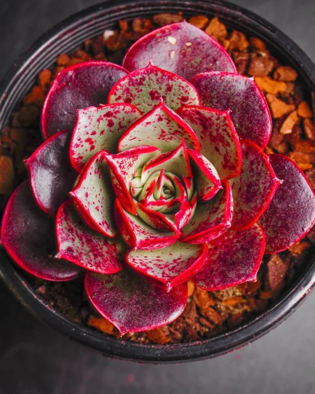 Echeveria longissima