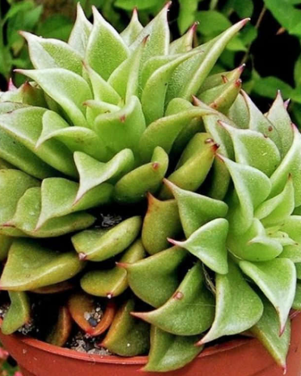 Echeveria 'Macabeana'