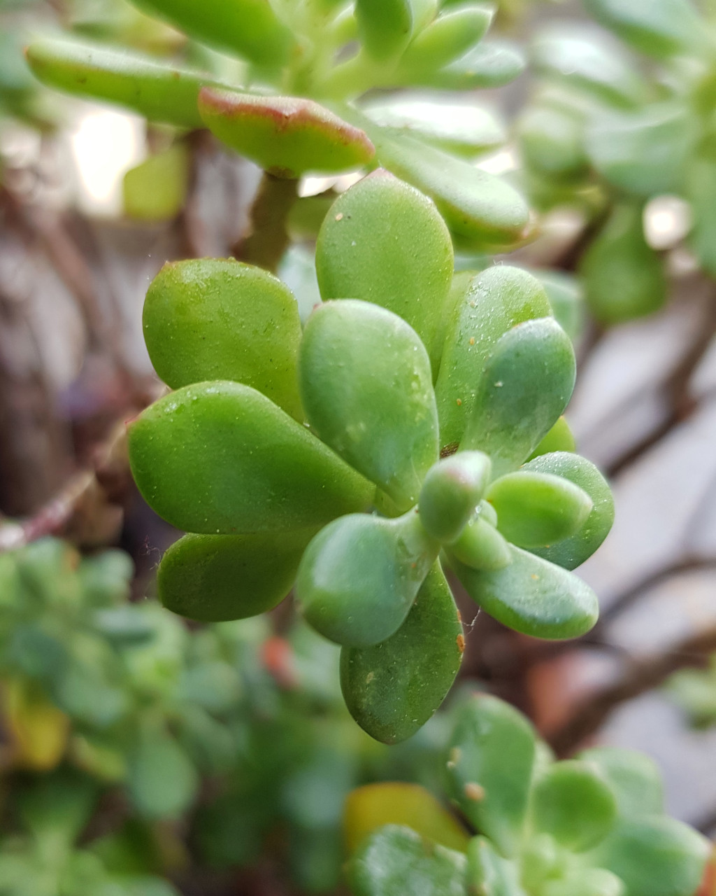 Echeveria macdougallii