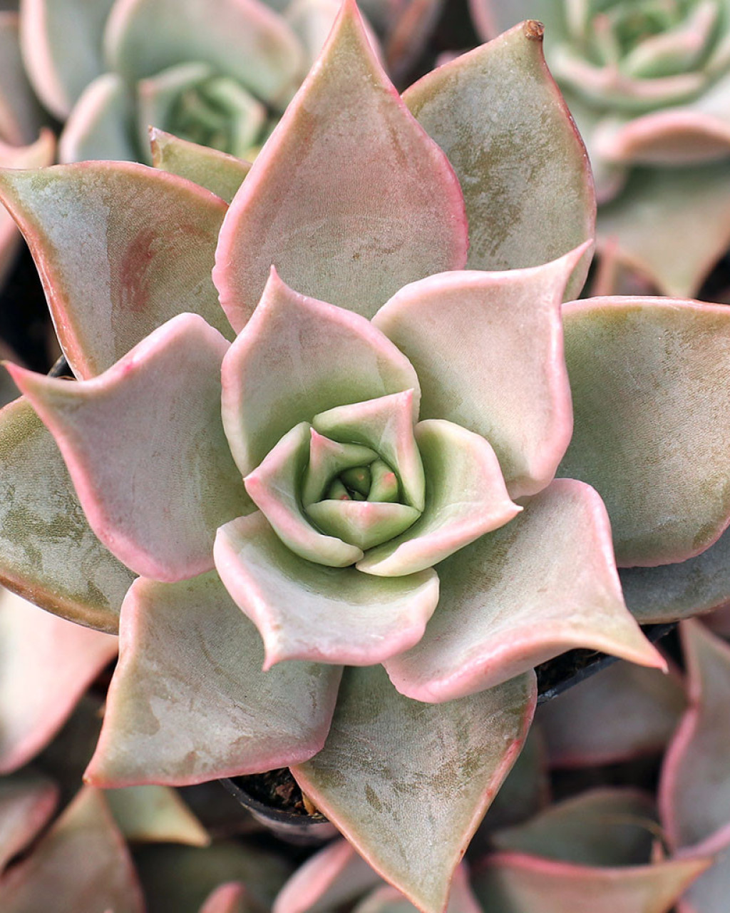 Echeveria 'Madiba'