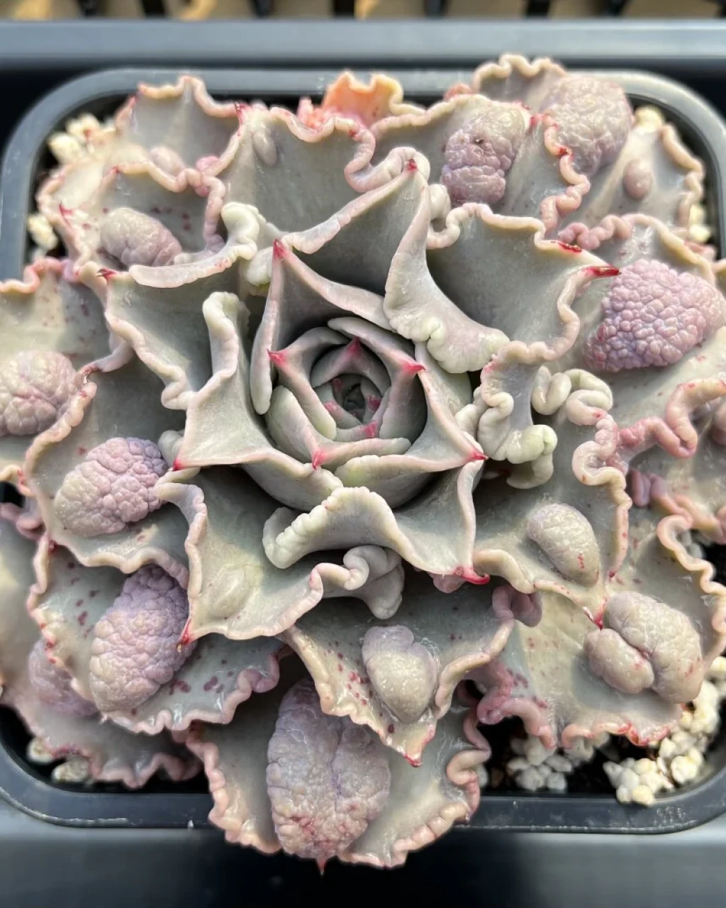 Echeveria 'Madiba Carunculated'