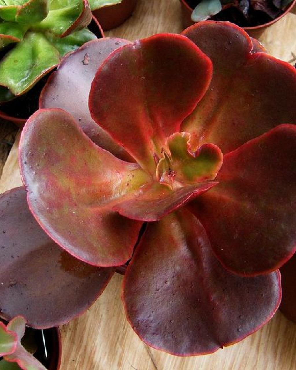 Echeveria 'Mahogany Rose'