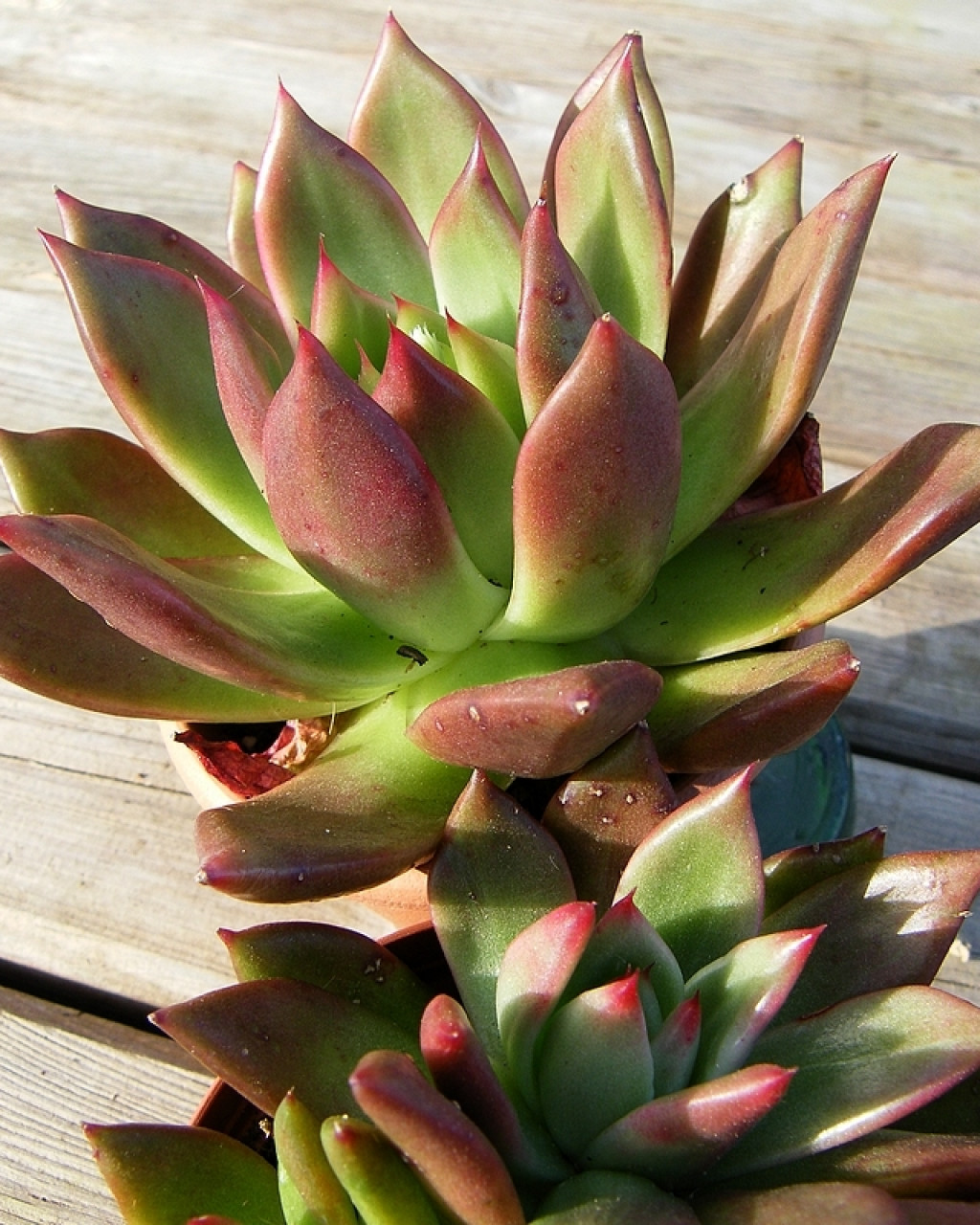 Echeveria 'Margaret Martin'