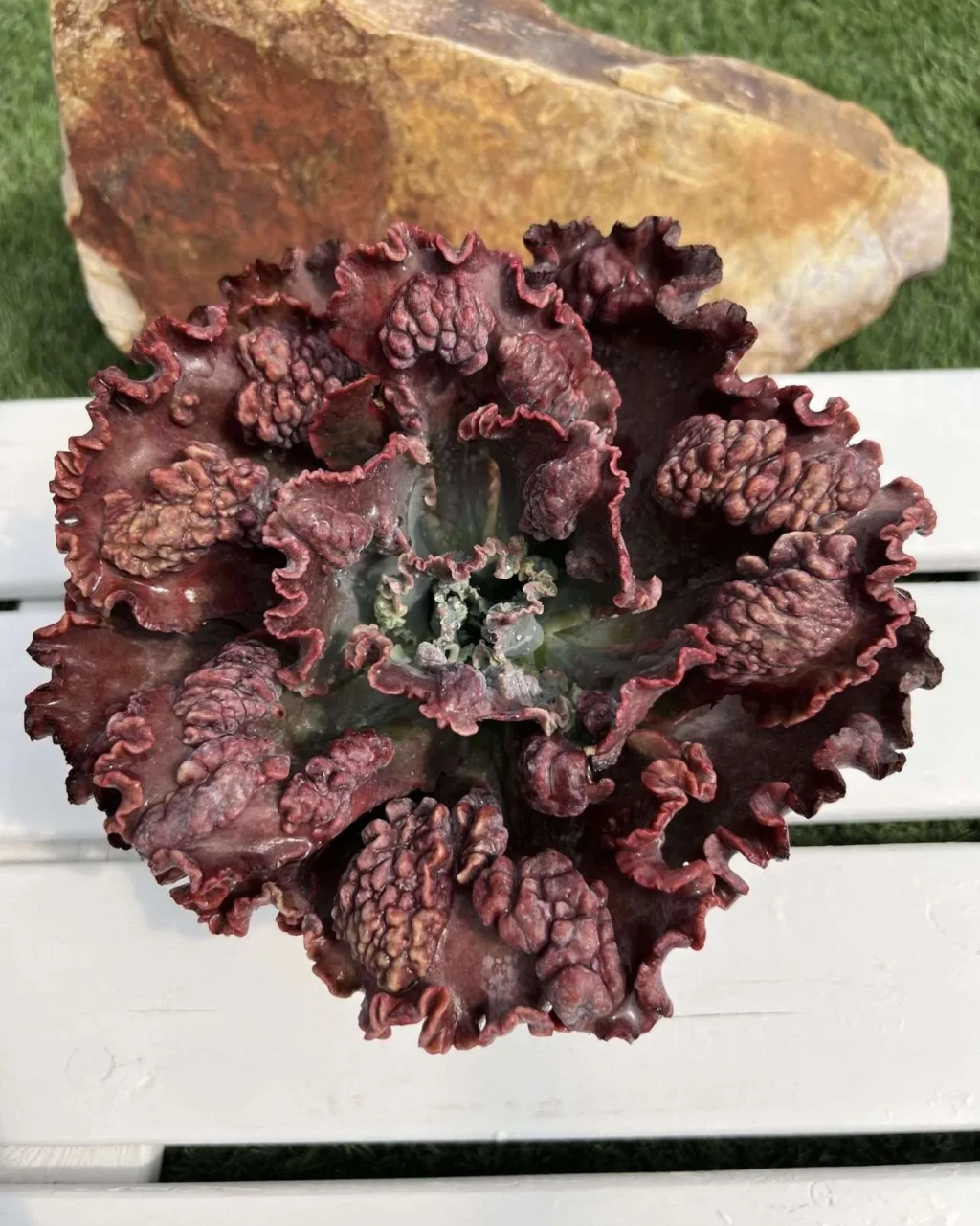 Echeveria 'Mauna Loa'