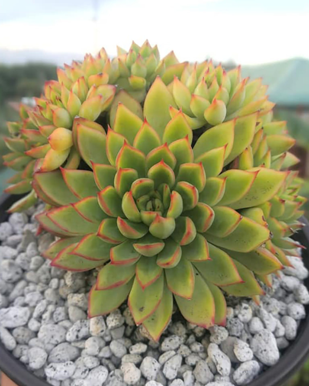 Echeveria 'Mebina'