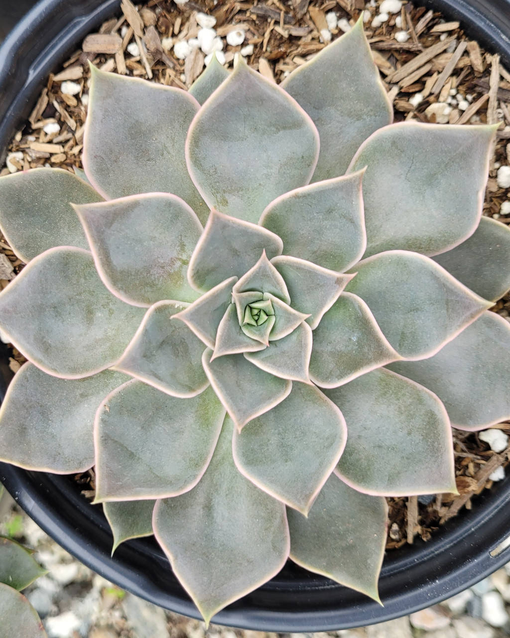 Echeveria 'Mensa'