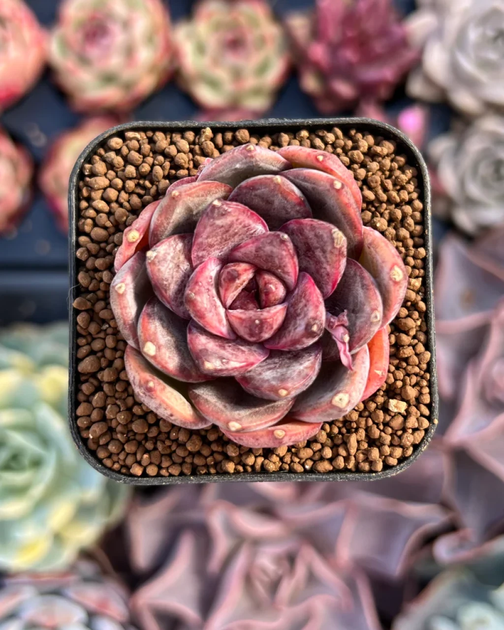 Echeveria 'Mirine'