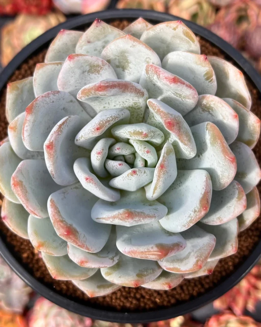 Echeveria 'Monroe'