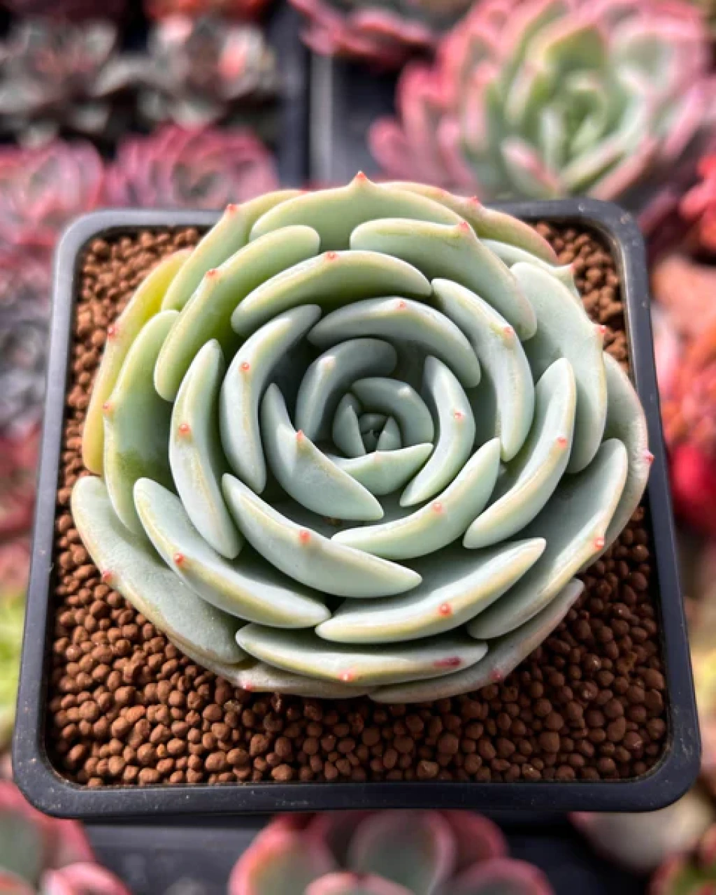 Echeveria 'Mont Blanc'