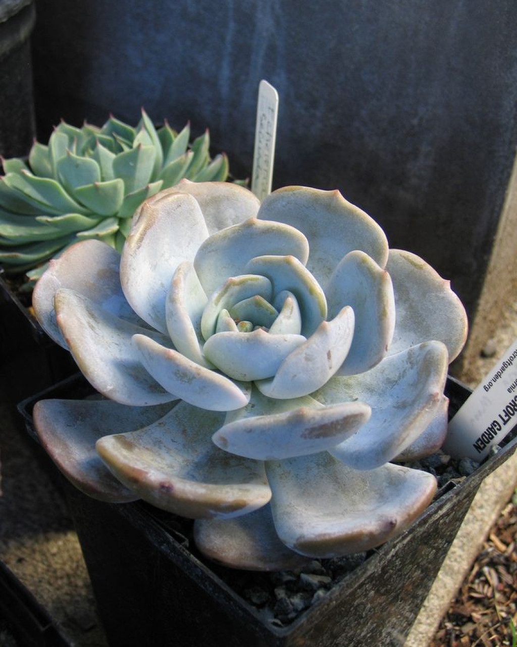 Echeveria 'Moondust'
