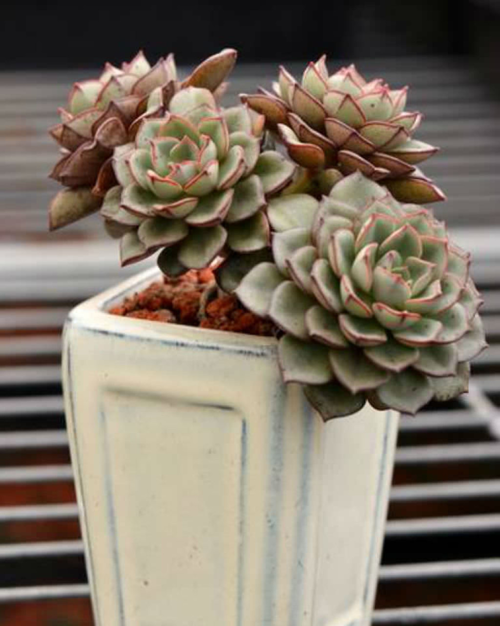 Echeveria moranii