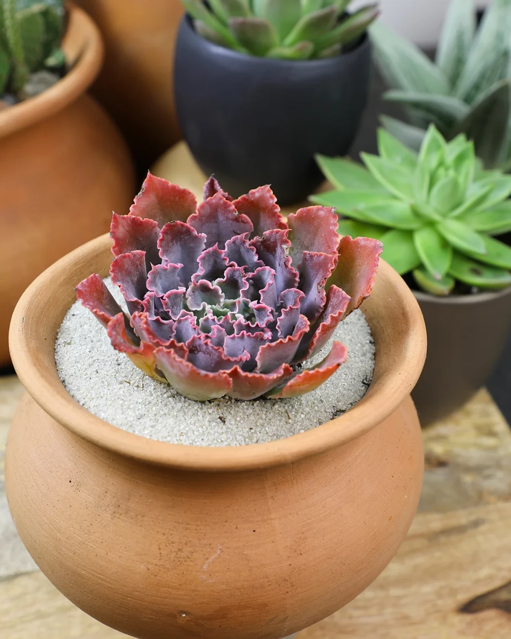 Echeveria 'Neon Breakers'