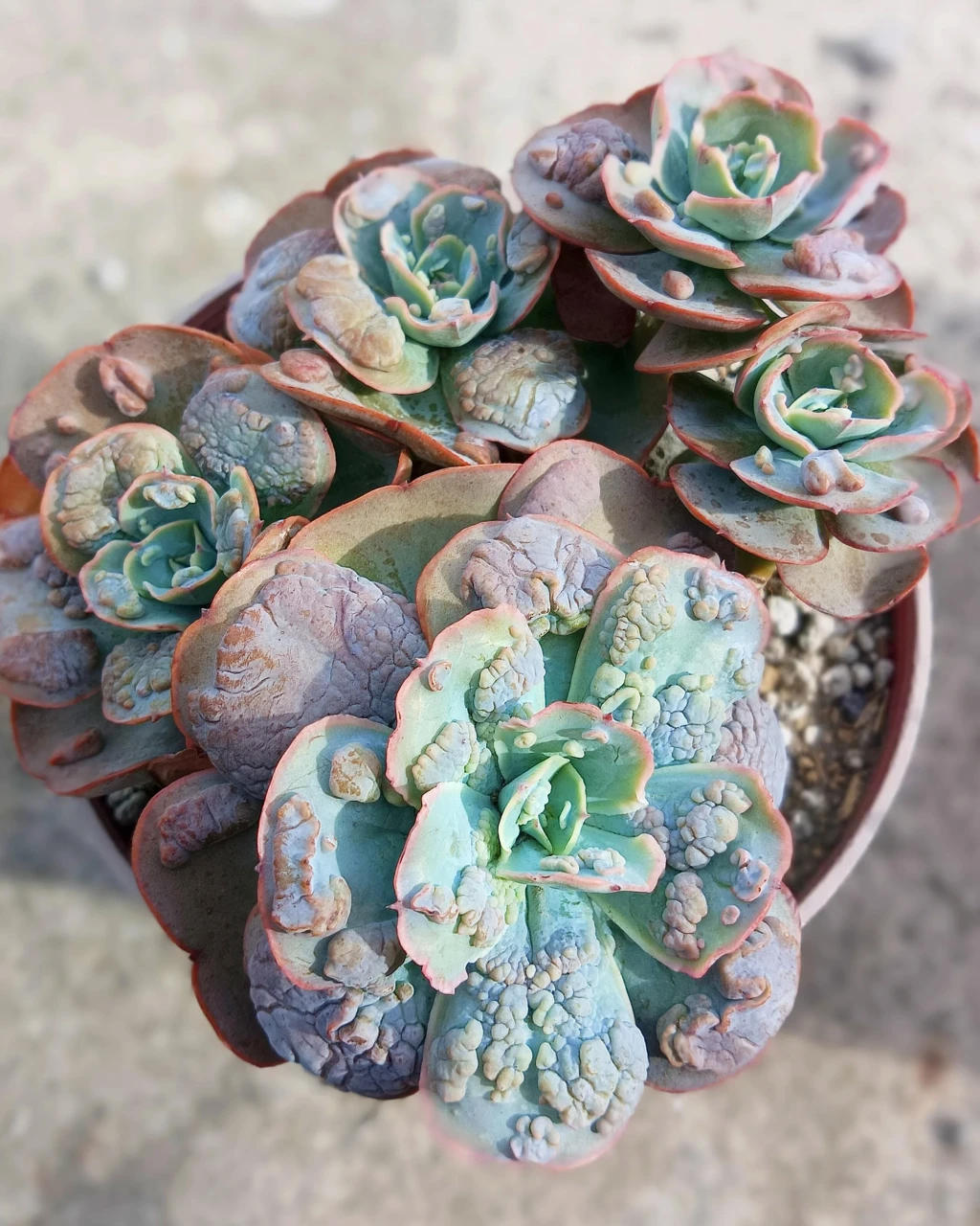 Echeveria 'New Heights'