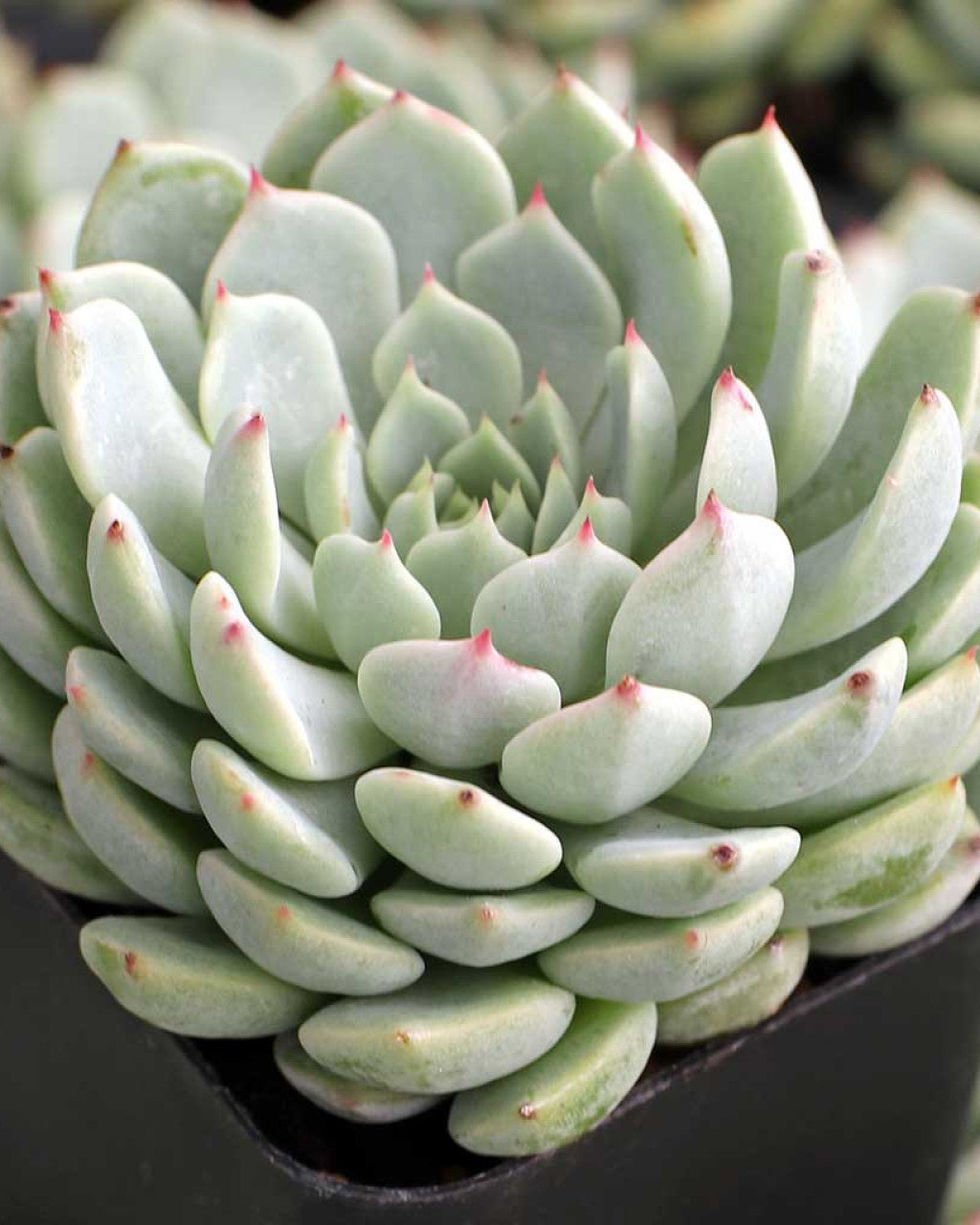 Echeveria 'Nobaranosei'