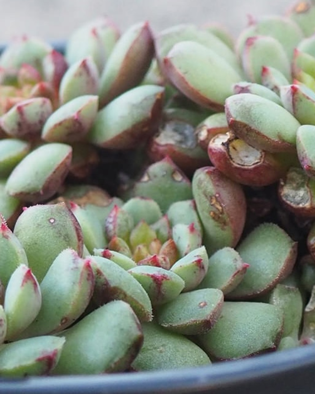 Echeveria 'Nocturne'