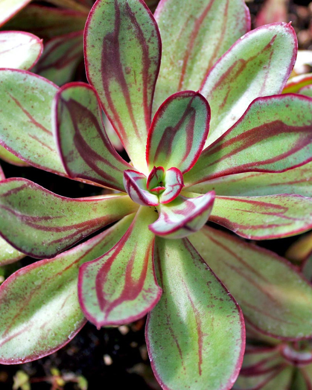 Echeveria nodulosa