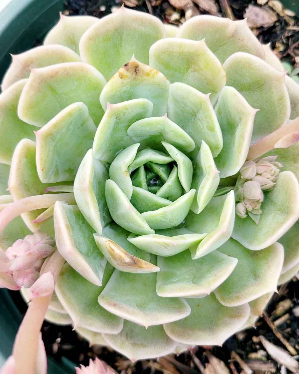 Echeveria 'Onslow'