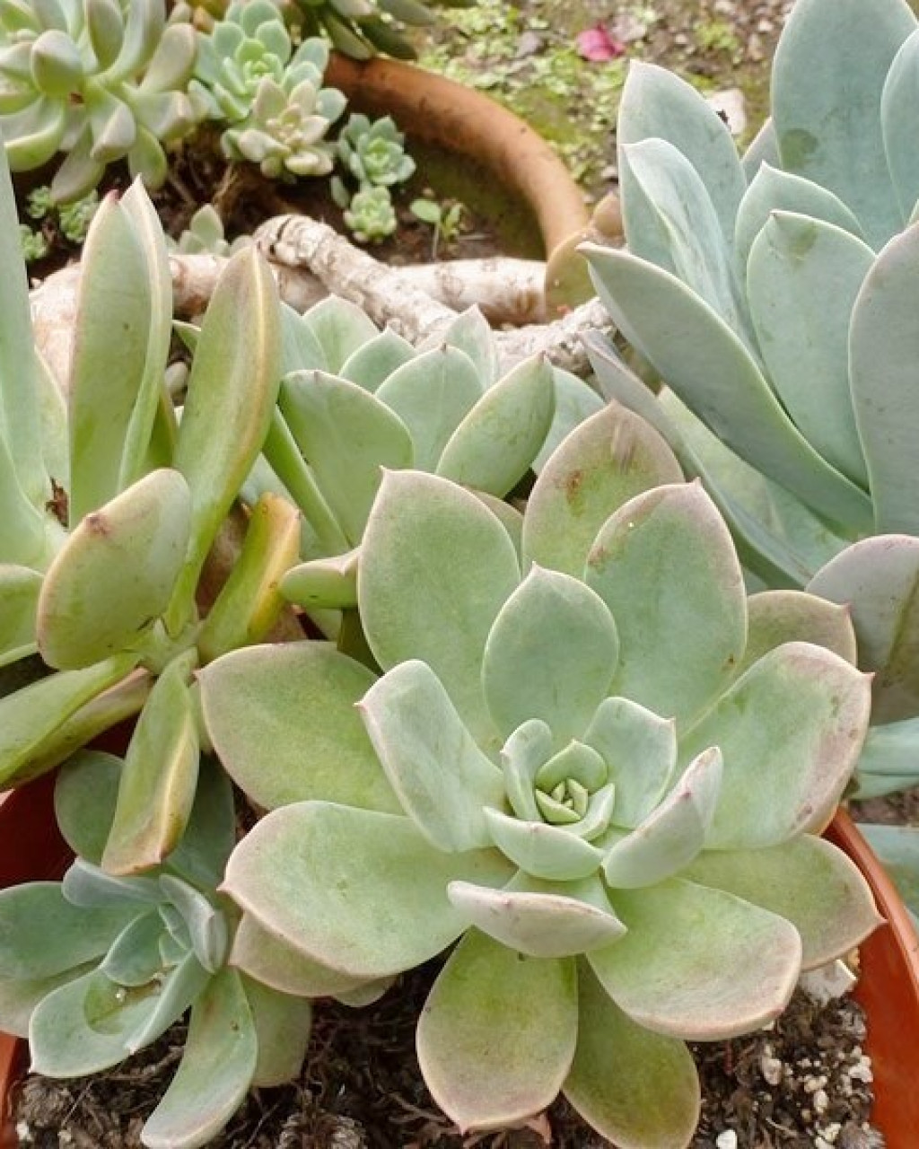 Echeveria oreophila