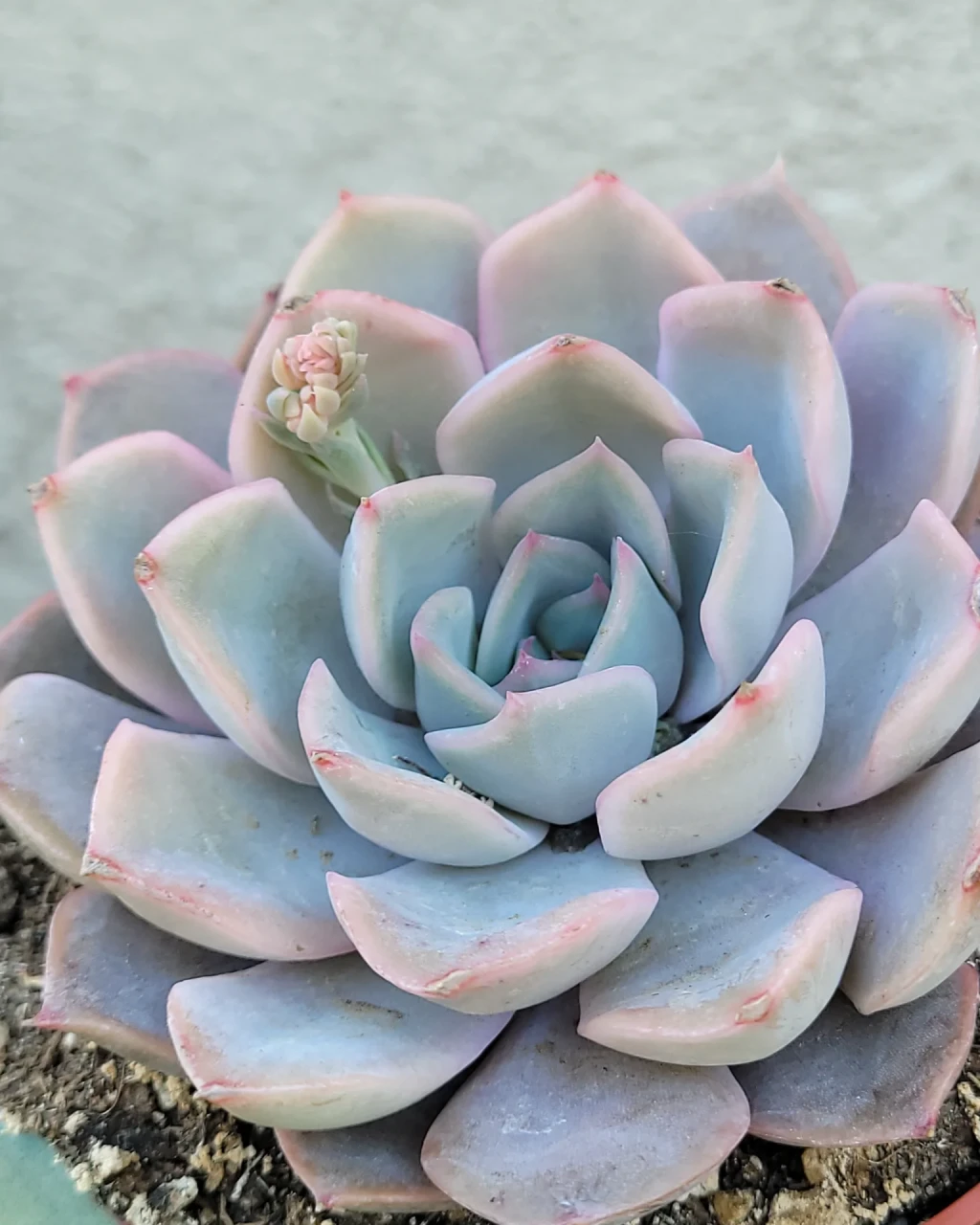Echeveria 'Orion'