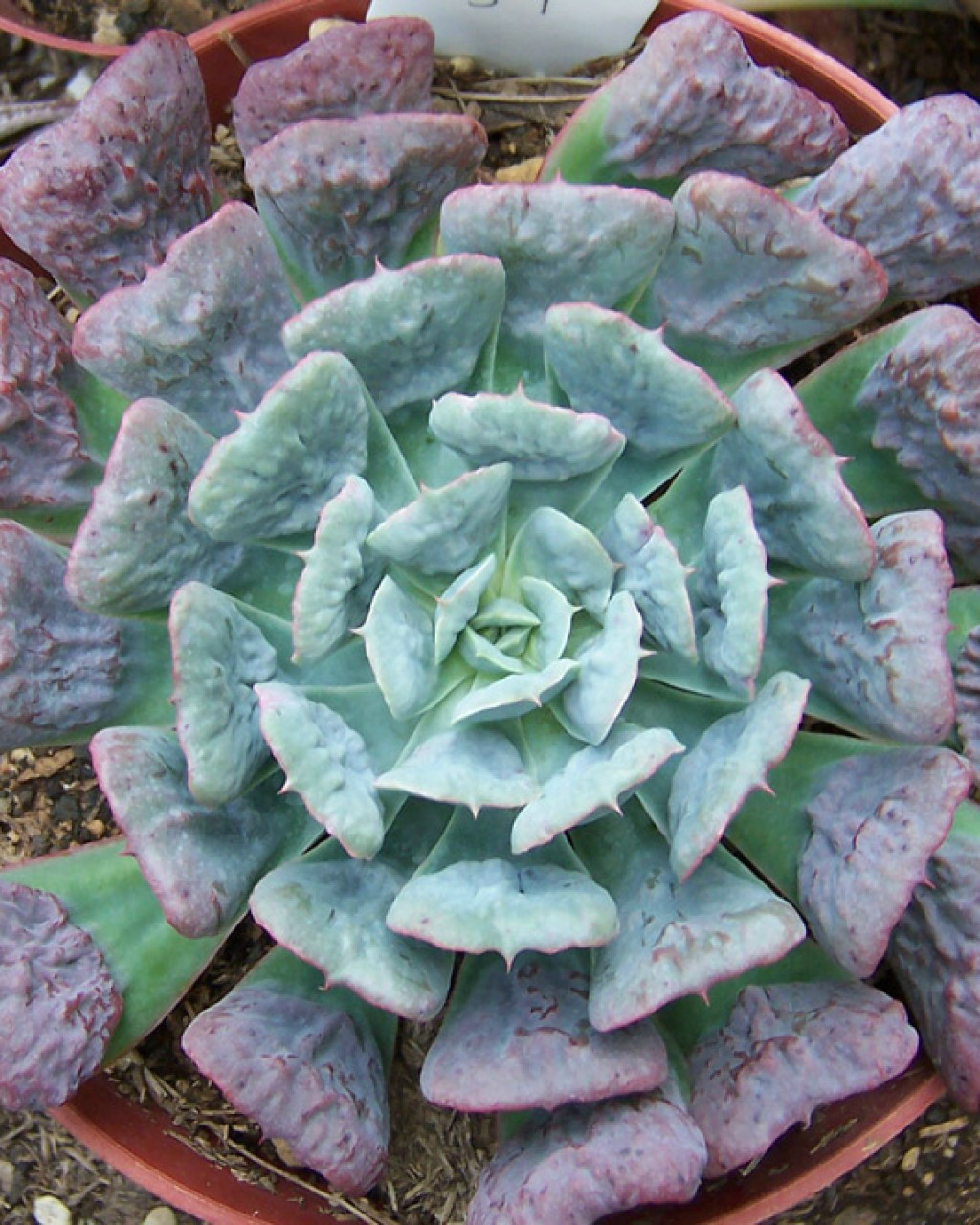 Echeveria 'Pagoda'