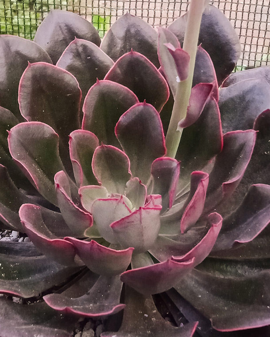 Echeveria 'Painted Frills'
