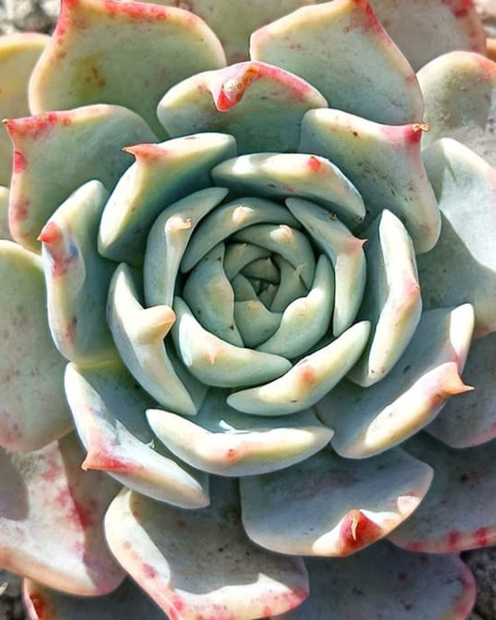 Echeveria 'Paloma'