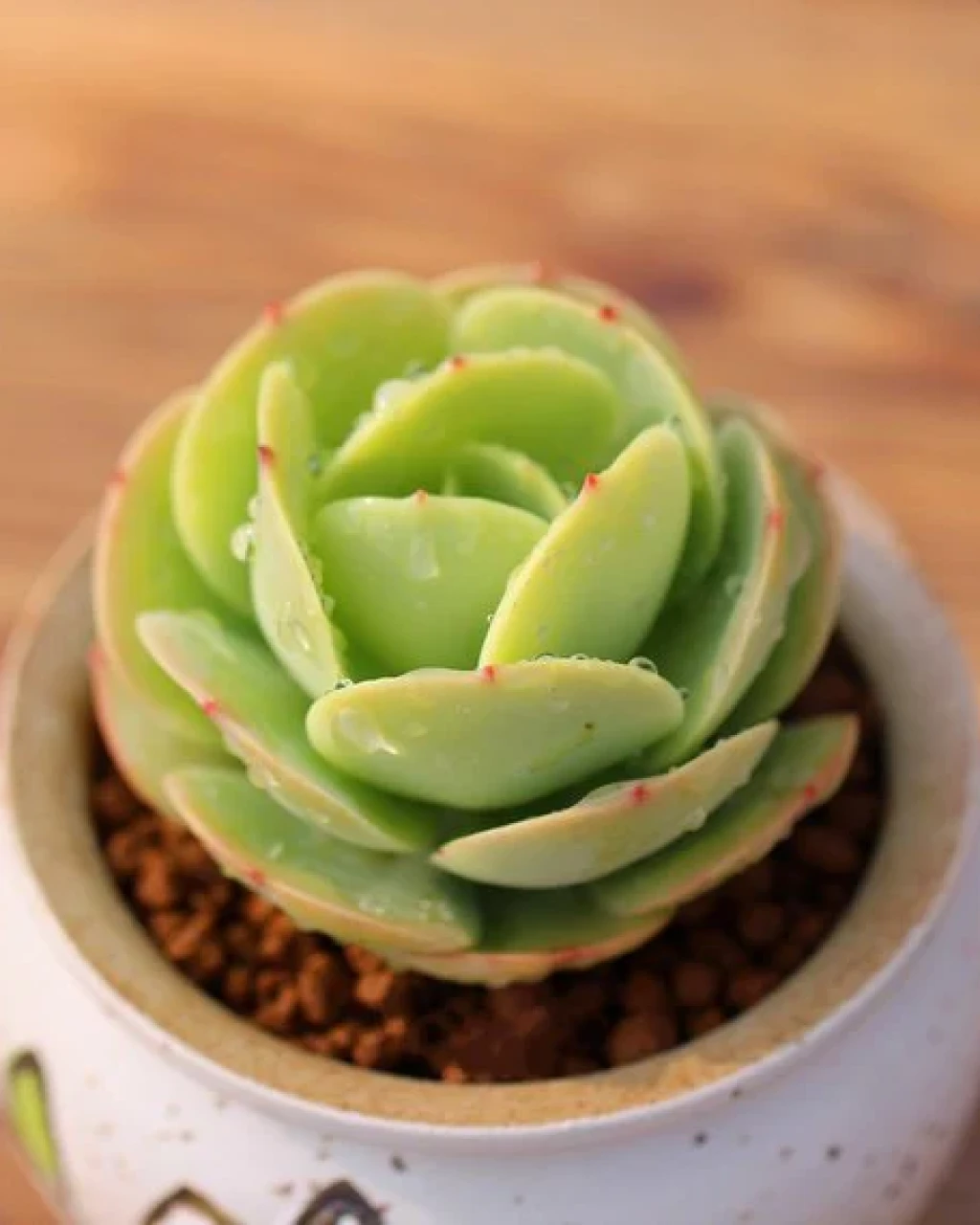 Echeveria 'Peach Pride'