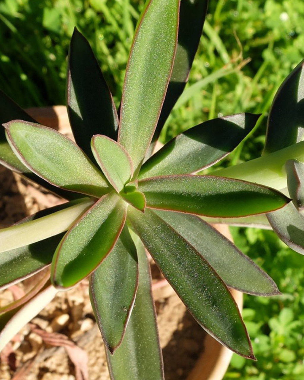 Echeveria penduliflora