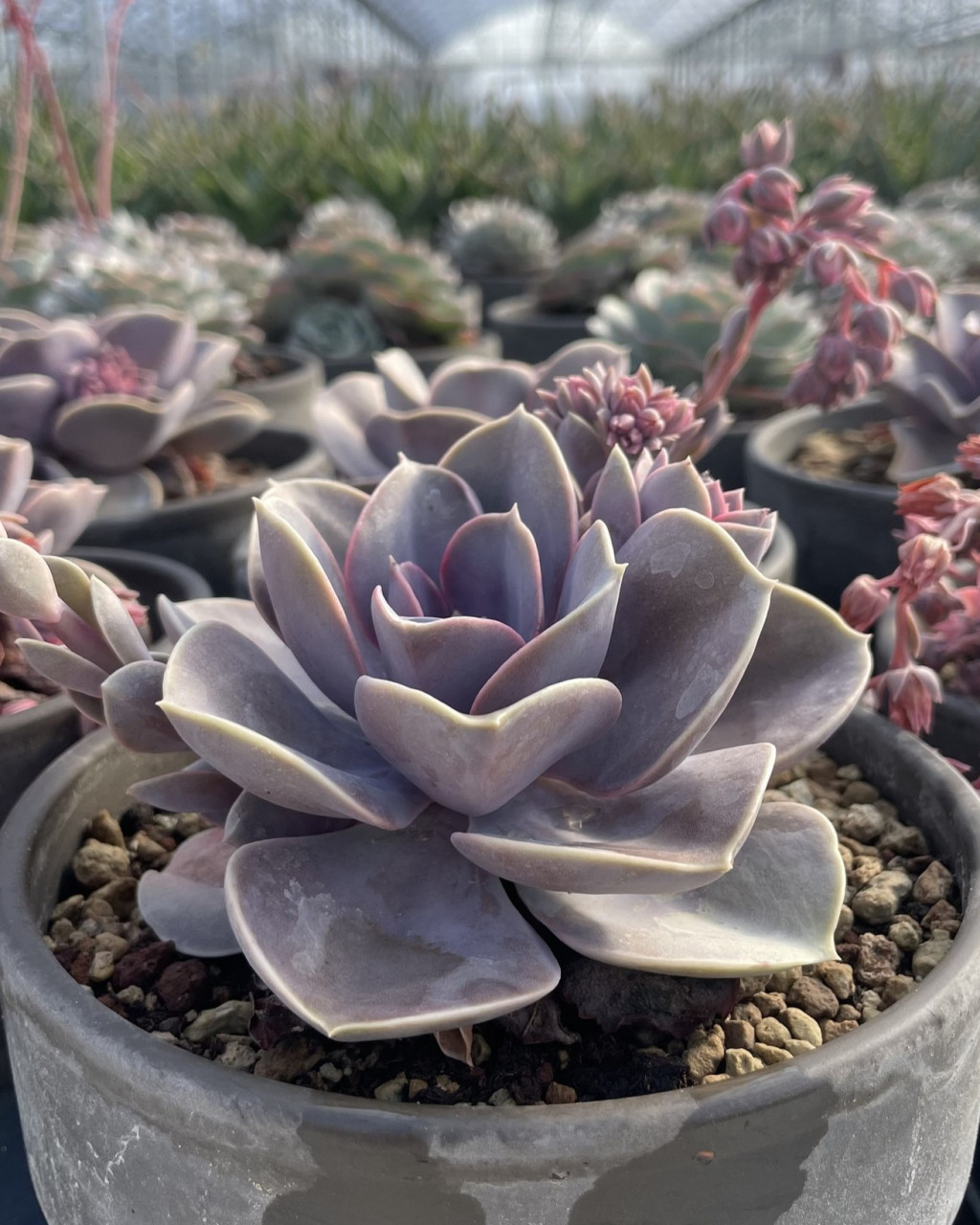 Echeveria 'Perle von Nurnberg'