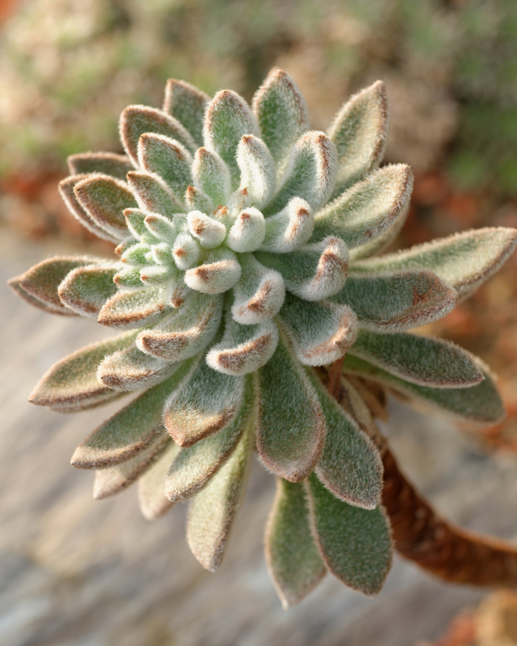 Echeveria pilosa