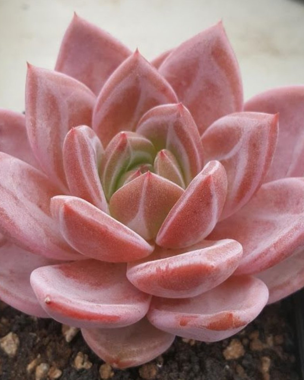 Echeveria 'Pink Champagne'