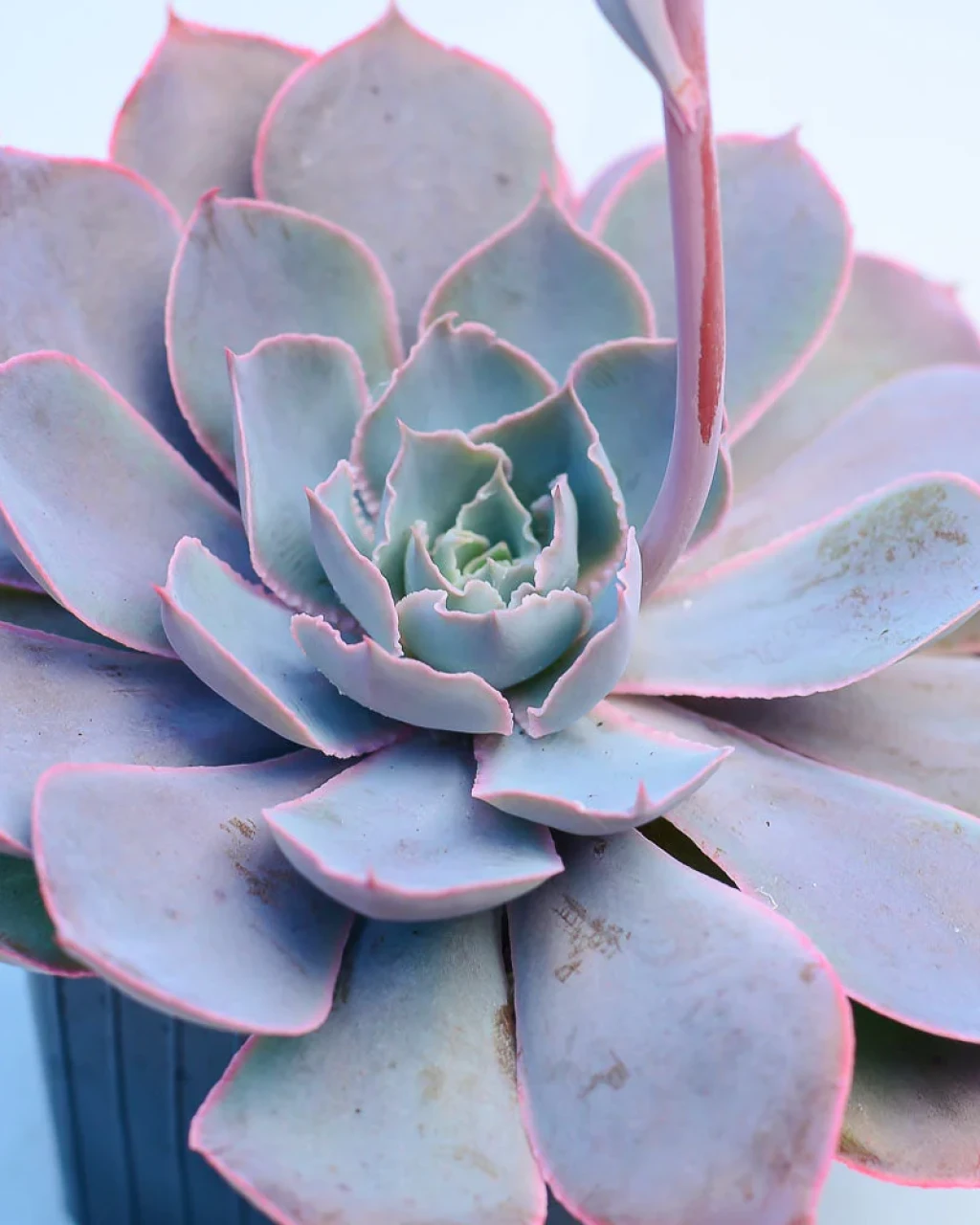 Echeveria 'Pinky'