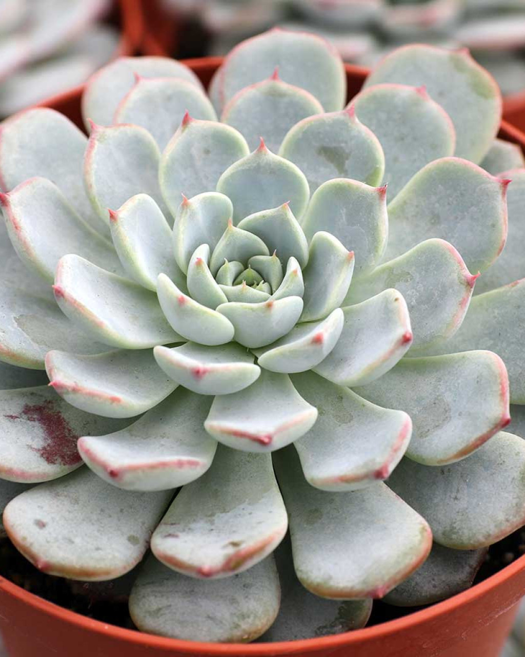 Echeveria 'Pinwheel'