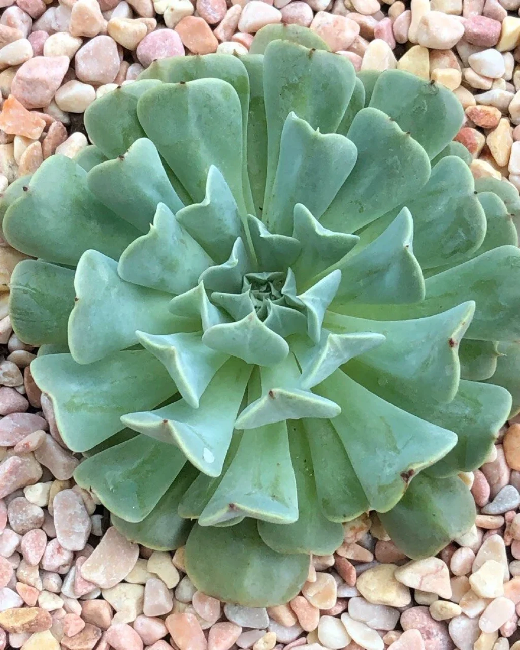 Echeveria 'Pinwheel Revolution'