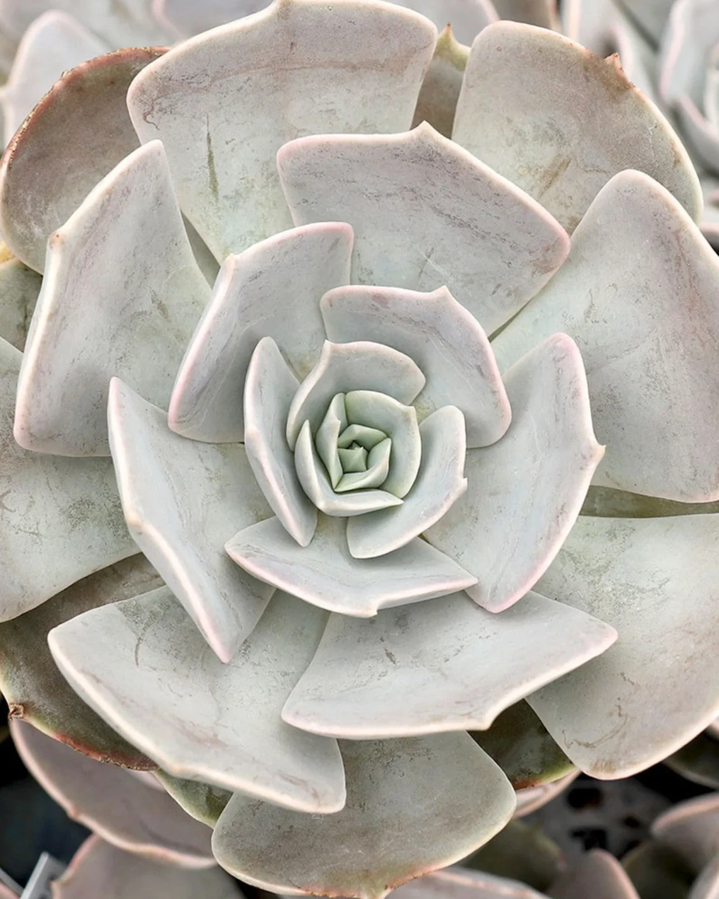 Echeveria 'Pollux'