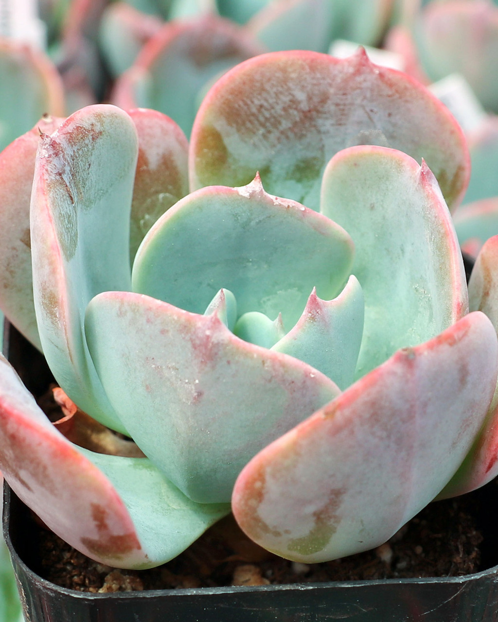 Echeveria 'Powder Blue'
